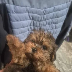 Tcup yorky