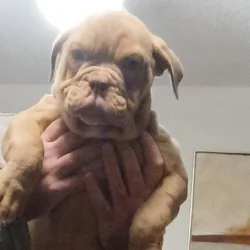Male Olde english bulldogge