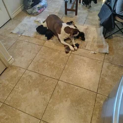 Free puppies