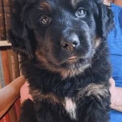 Dogs bred for health