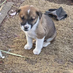 Free puppies German Shepard mix