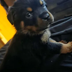 Rottweiler Puppies for sale
