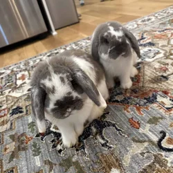 Holland Lop Bunny Brothers