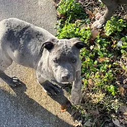 Puppies for sale