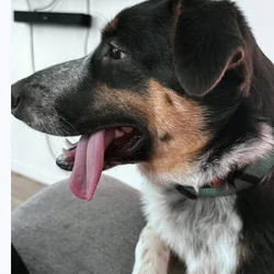Puppy to good home