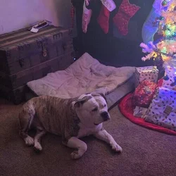 Free American bulldog
