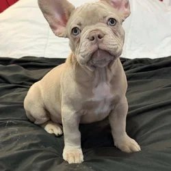 Beautiful Cream French Bulldog Female