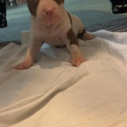 Female pitbull puppy