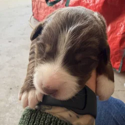 Australian shepherd puppies for sale