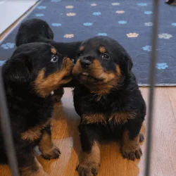Rottweiler puppies