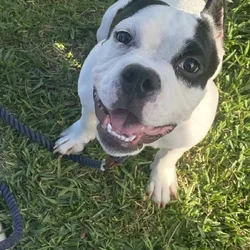 Free Rehoming