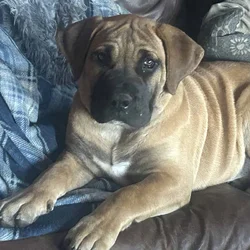 South African Boerboel female puppy