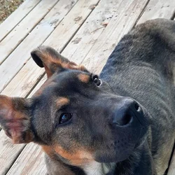 German Sheperd Mix
