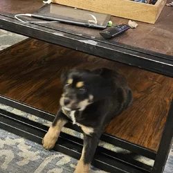 Adorable, sassy GSD mix male ready for a great hom