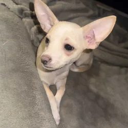 Chihuahua Puppy