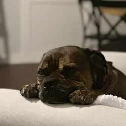 Loving Home Needed for Bruno - 6-Year-Old Cane Cor
