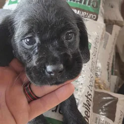 Labrador/Cocker Spaniel Puppies