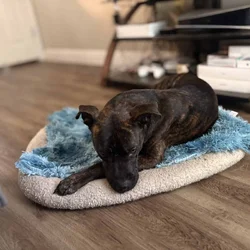 For adoption