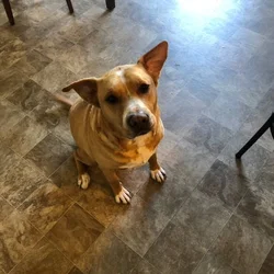 Bud - Available for Immediate Adoption