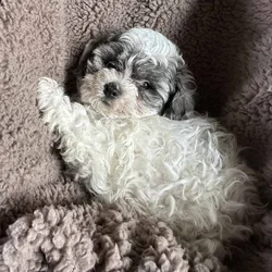 Maltipoo