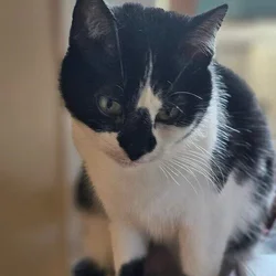 Free Cat