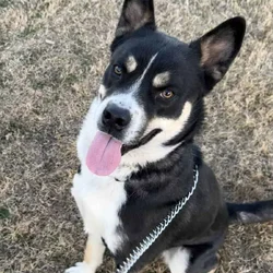 Husky/Rottweiler Mix Rehome