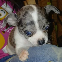 Tiny male white with Merle piebald chihuahua puppy