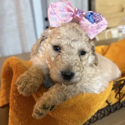 Standard poodle