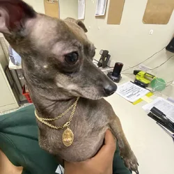 Chihuahua