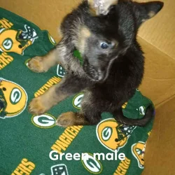 German Shepherd Puppies