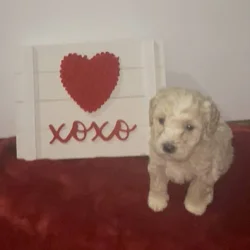 Mini Poodle Puppies