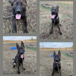 Male GSD Puppy