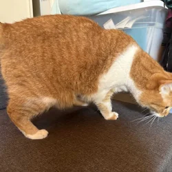 CATS REHOMING