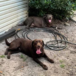 2 female labs