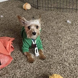 3 year old unfixed yorkie