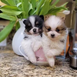 Pomeranian Puppies XS / MINI