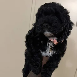 Girl Cockapoo Puppy
