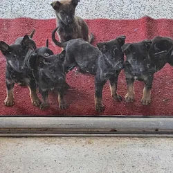 K9 pups
