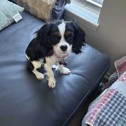 6 mos old king cavalier akc tricolor puppy