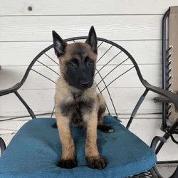 2 Belgian Malinois
