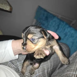 Yorkie