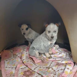 Blue heeler pups