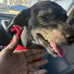 Purebred Miniature Poodle available for rehoming