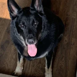 looking for home for my German Shepherd