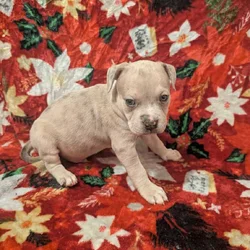 American bully puppies