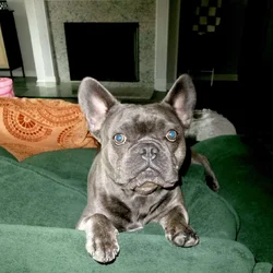 1.5 yo male frenchie