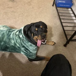 Adult Rottie Trained and Ready!