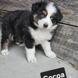 AKC Australian Shepherd Tri Male