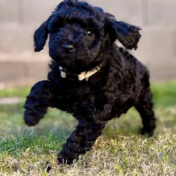 F2B Goldendoodle Puppy