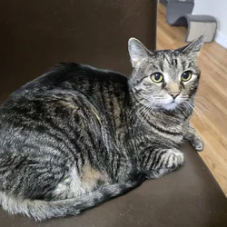 Rehoming cat